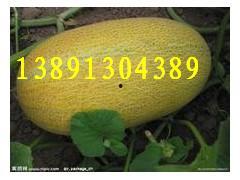 东方哈密瓜产地2024今日价格,品质之选，价格揭晓！”