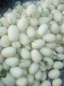 东方密瓜今日价格行情,价格波动解析与市场趋势洞察”