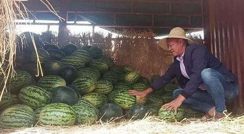 昆明市今日小瓜价,新鲜上市，价格走俏”