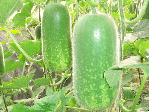 51今日吃瓜fun必吃大瓜吃瓜新闻,揭秘必吃大瓜，畅享吃瓜新闻盛宴