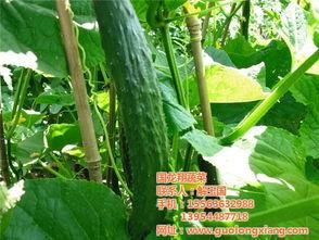 楚雄今日小瓜蔬菜价格,市场行情一览