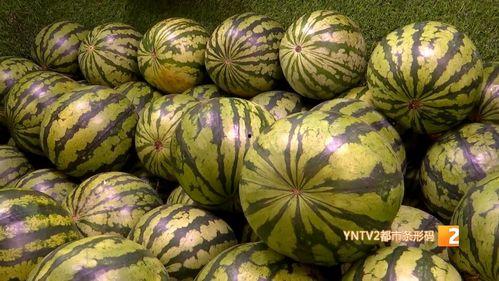 麒麟瓜西瓜行情今日报价,价格波动与市场趋势分析