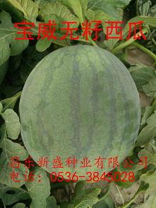 无籽瓜今日水果价,价格波动与消费者关注