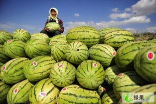 中卫硒砂瓜今日行情,品质瓜果价格走俏，硒元素助力健康市场