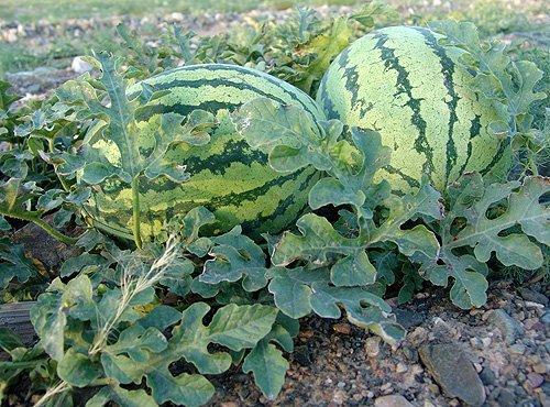 中卫硒砂瓜今日行情,品质瓜果价格走俏，硒元素助力健康市场