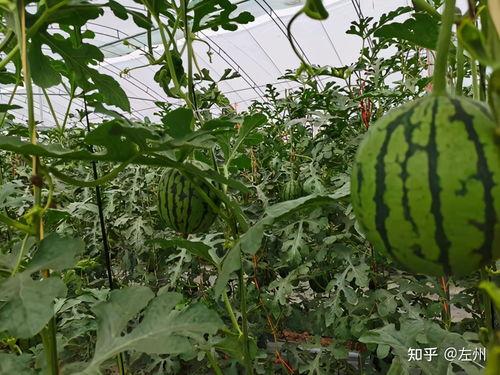 精品小吊瓜今日价格,品质之选，实惠之选！”