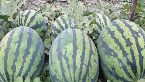 新疆今日的瓜,今日新疆瓜的甜蜜诱惑