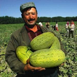 新疆今日的瓜,今日新疆瓜的甜蜜诱惑