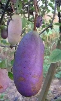 今日八月瓜干货的价格,品味自然，尽享健康美味