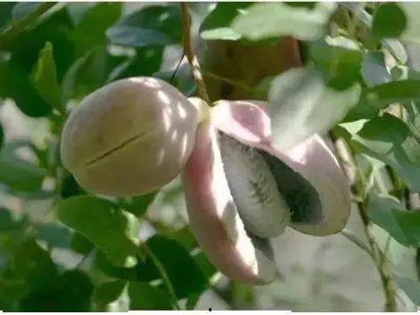 今日八月瓜干货的价格,品味自然，尽享健康美味