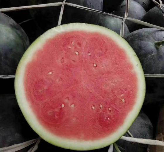 今日开封无籽瓜的价钱,抢购热潮席卷市场