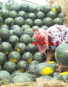 今日开封无籽瓜的价钱,抢购热潮席卷市场