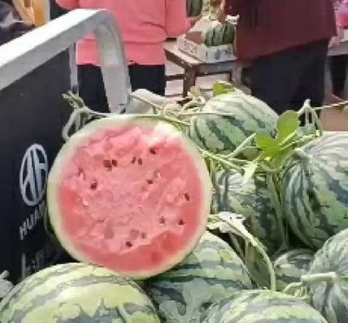 安徽酥瓜今日行情价格,价格波动解析与市场动态一览”