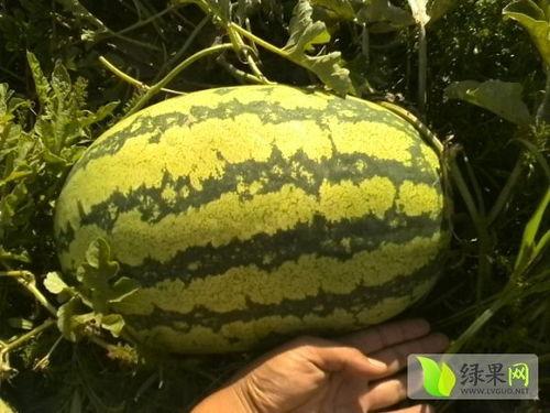 硒砂瓜价格今日市场行情,波动中寻求平衡