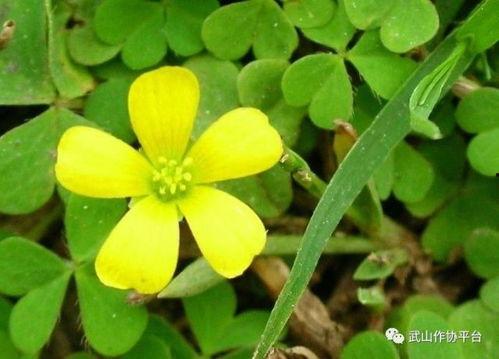 今日猫瓜草价格,涨跌波动一览无遗