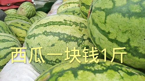 云南扁瓜今日价格多少钱一斤,行情波动，一斤多少钱？