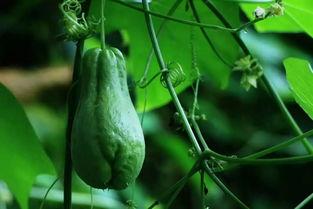 临朐佛手瓜今日价格,价格行情一览”