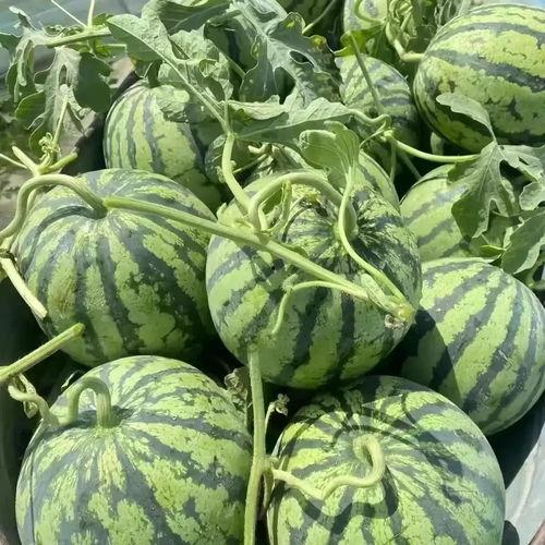 毛瓜价格今日行情