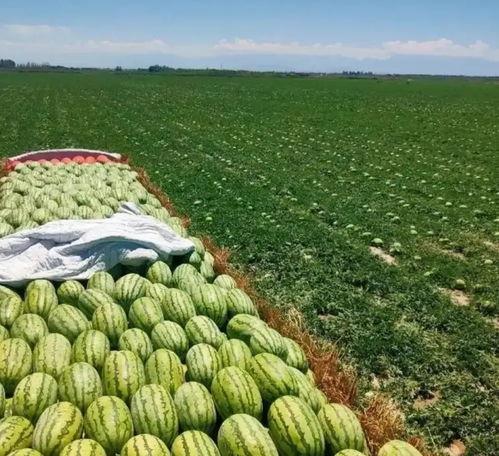 毛瓜价格今日行情