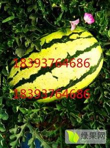 郑州硒砂瓜今日行情,品质优价稳，市场反响热烈