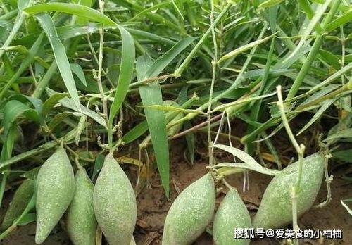 今日地梢瓜价格,今日地梢瓜价格波动解析