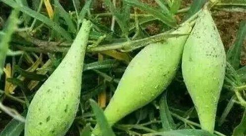 今日地梢瓜价格,今日地梢瓜价格波动解析