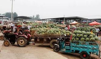 杏花营农场瓜今日价格,今日价格行情一览”