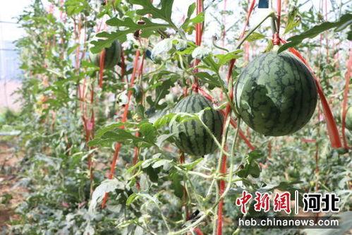 临汾小吊瓜今日价格,价格行情一览”