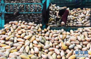 今日寿光吊瓜价格多少钱,多少钱一公斤？”