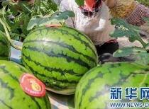 汾阳吃瓜最新消息今日,揭秘最新热点事件背后的真相！”