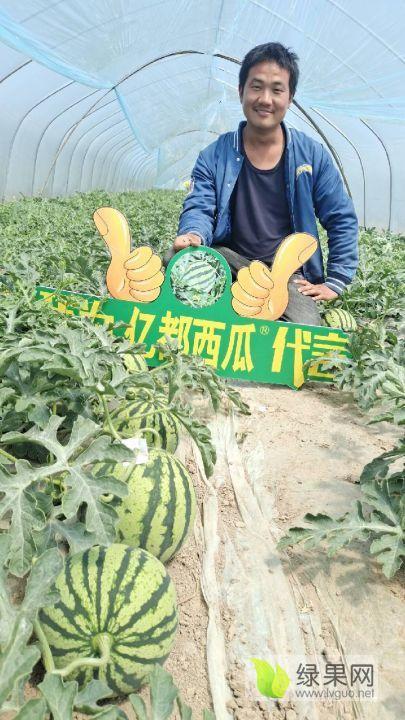 夏邑今日瓜价行情最新,今日瓜价走俏，新鲜上市瓜果价格一览