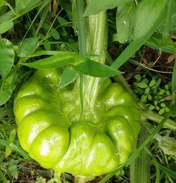 昆明今日姜柄瓜