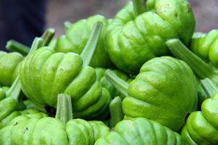 昆明今日姜柄瓜