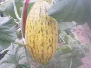 昌乐哈密瓜今日价格,品质之选，价格亲民