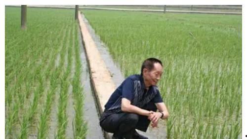 明星网红看袁隆平直播