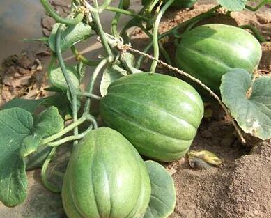 今日关注葫芦瓜中毒事件,紧急调查与预防措施揭晓