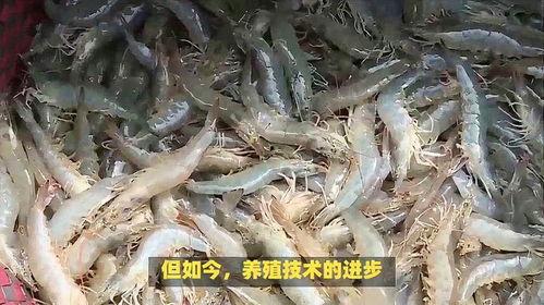 厄尔多瓜虾今日价格,今日市场行情解析”