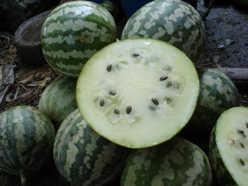 绿宝瓜今日价格表图片,市场行情实时速递