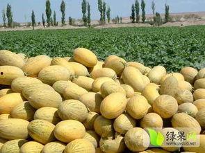 今日广州哈密瓜价格,今日行情一览