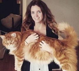 胖猫事件发生明星网红,明星网红引发的网络热议与反思