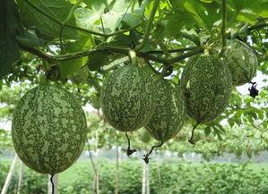 吊瓜西瓜今日价格表图片,市场行情实时速递