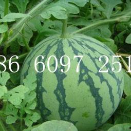 吊瓜西瓜今日价格表图片,市场行情实时速递