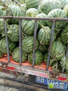 今日美都精品瓜报价,新鲜美味，尽享夏日清凉时光”