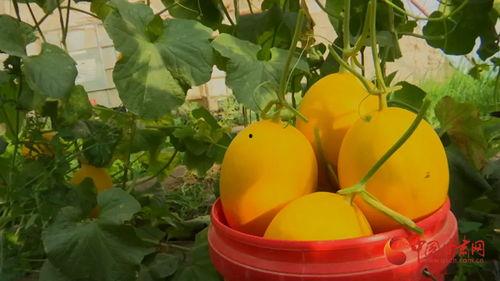 金香玉蜜瓜今日价格行情,价格波动解析与市场趋势洞察