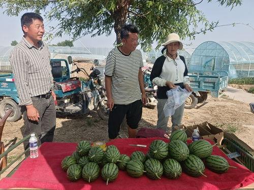 西华县小吊瓜今日价格,价格行情一览”
