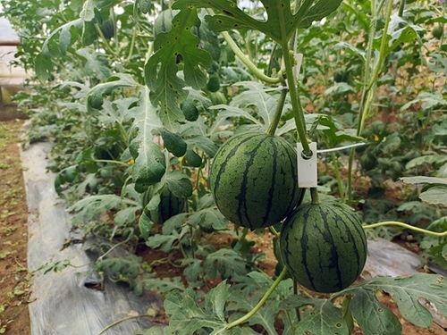 西华县小吊瓜今日价格,价格行情一览”