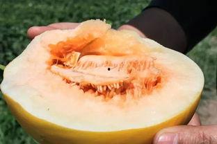 今日午餐蜜瓜好吃吗,甜蜜滋味，回味无穷