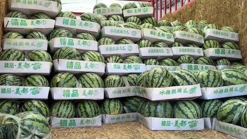 麒麟瓜今日零售价格多少