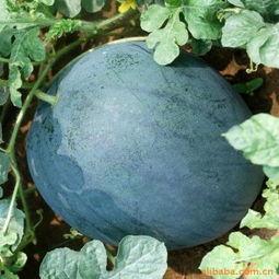 河南今日西瓜黑瓜批发价