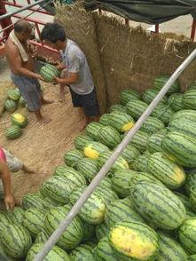 河南今日西瓜黑瓜批发价